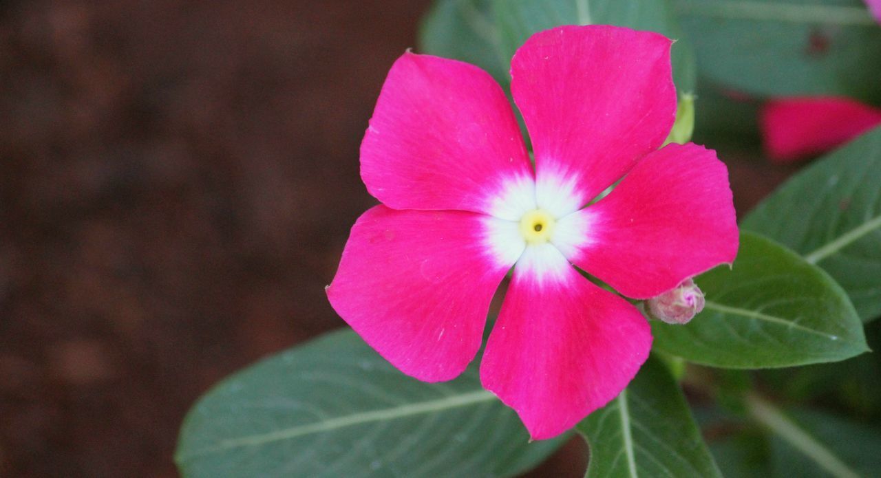 CLOSE-UP OF PINK FLOWERING PLANTS