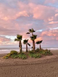 Plants on beach against sky during sunset