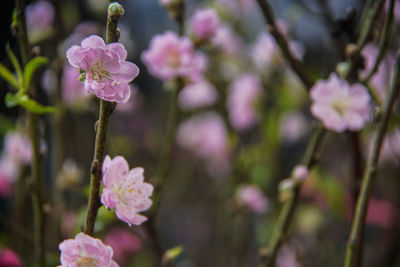 Close-up of pink flowering plant