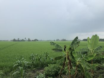 Scenic view of agricultural field against sky