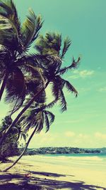 Palm trees on beach