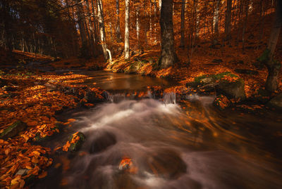 Scenic view of waterfall in forest