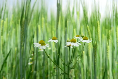 Close-up of yellow flowering plants on field