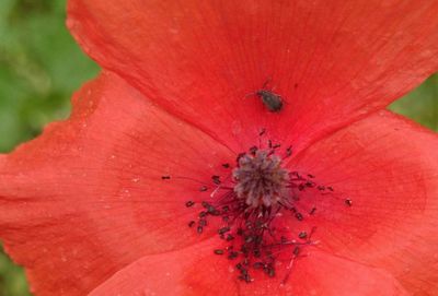 Close-up of red flower