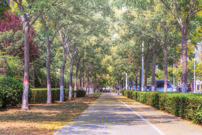 Footpath amidst trees in park