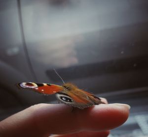 Close-up of hand holding small