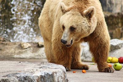 Bear at zoo