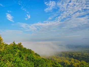 Scenic view of trees against sky