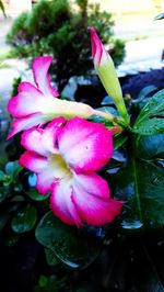 Close-up of wet pink rose flower