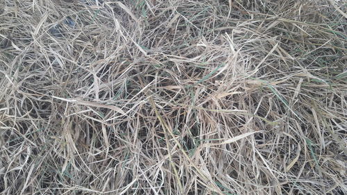 Full frame shot of hay in field