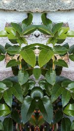 High angle view of plants growing on wall