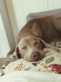 Dog sleeping on bed