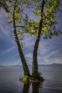 Scenic view of tree by lake against sky