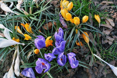 Close-up of crocus blooming outdoors