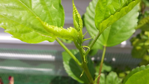 Close-up of wet green plant