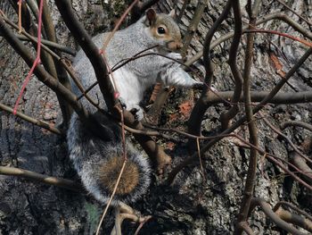 Close-up of squirrel on tree