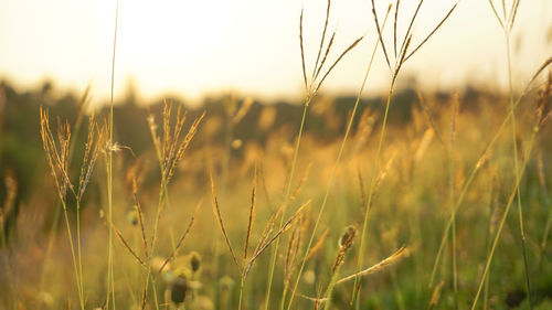 Close-up of stalks in field against sunset sky