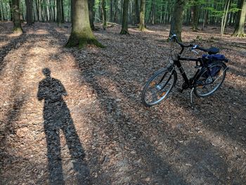 Shadow of tree on bicycle