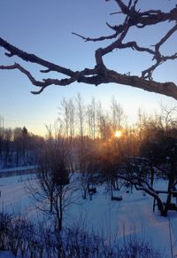 Silhouette of bare trees during winter