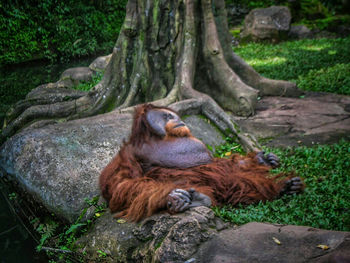 Orangutan lying in zoo
