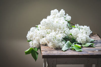 Close-up of white flowering plant on table