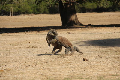 Komodo island