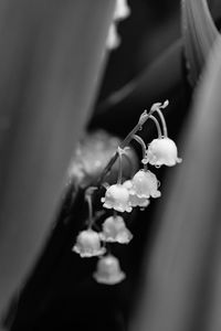 Close-up of flowering plant