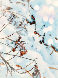 Close-up of frozen tree branch during winter