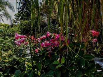 Close-up of pink flowering plants on land