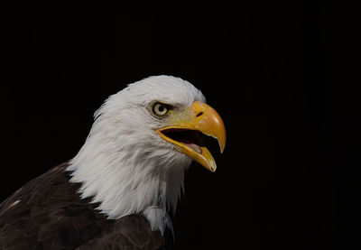 Close-up of eagle against black background