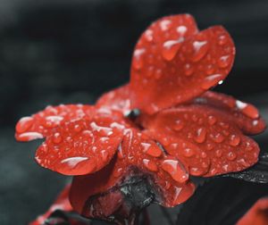 Close-up of wet red flower