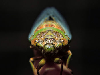 Close-up of cicada on wood