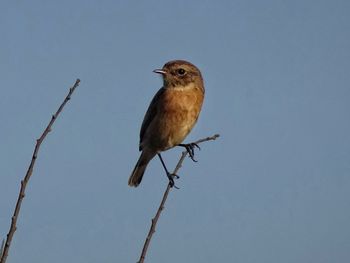 Low angle view of bird perching on branch against sky