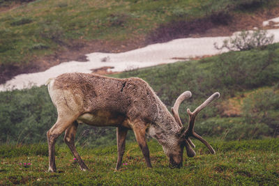 Caribou, animal, wildlife, nature, wild animal