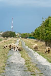 Flock of grazing sheeps in meadow at a hobby farmer.white colored sheeps in green grass on the paghw