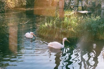 Swans swimming in lake