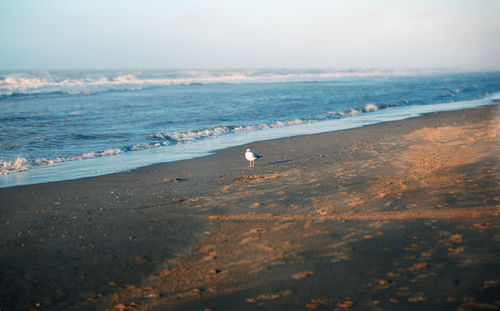 Seagull perching on beach against sky