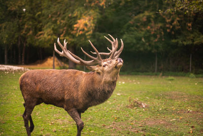 Deer standing in a field