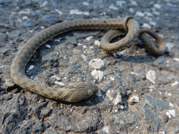 Close-up of snake