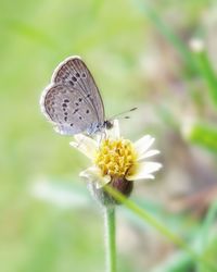 Close-up of butterfly pollinating on flower