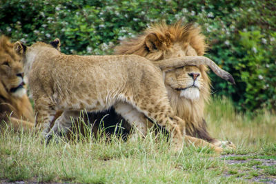 View of cats on the ground