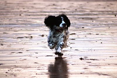 Dog on sand