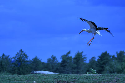 Seagull flying in a forest