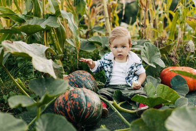 A charming little boy in a plaid shirt is sitting in a vegetable garden with pumpkins. 
