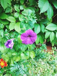 Close-up of purple flowers blooming outdoors