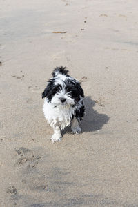 Havanese puppy