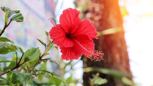 Close-up of red hibiscus on plant