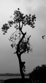 Low angle view of silhouette tree against sky