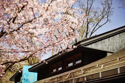 Low angle view of cherry blossom