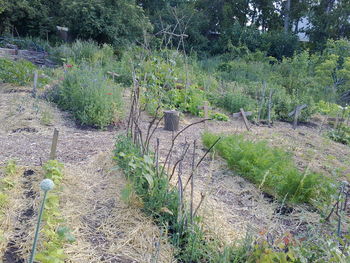 Plants growing on field